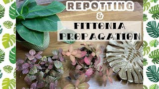 REPOTTING MY PLANTS amp FITTONIA PROPAGATION 🌿 [upl. by Htebizile]