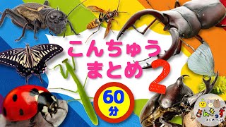 【60分連続再生】子供向け 昆虫 動画まとめ2★こんちゅう 虫さん 大好きあつまれ〜！ 【昆虫ずかん】0歳からの知育動画 赤ちゃん 幼児向けアニメ  クワガタムシ カブトムシ [upl. by Tiersten]