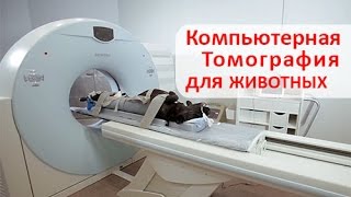 Ветеринарная помощь Компьютерная томография для скорой ветеринарной помощи животным [upl. by Burnight]