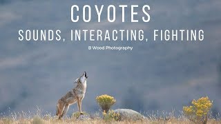 Coyotes  Sounds Interacting Fighting 🐾 [upl. by Woodhouse]