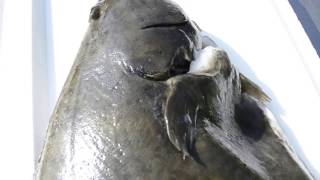 Awesome Scottish farmed halibut [upl. by Enihpad999]