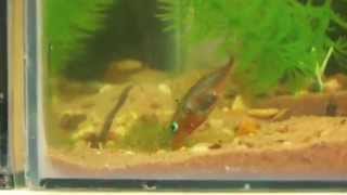 Uncovering the behaviour of the threespined stickleback  University of Leicester [upl. by Akemehc]