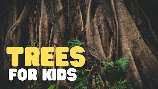 Trees for Kids  Learn all about trees in this fun educational video for kids [upl. by Ahsikad295]