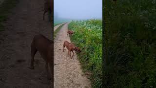 Ridgebacks Herbst 🍁 [upl. by Perlis]