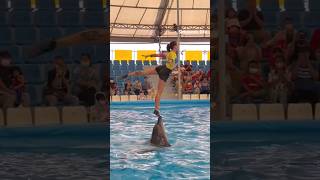 Swim with dolphins shorts dolphins show [upl. by Anirazc]