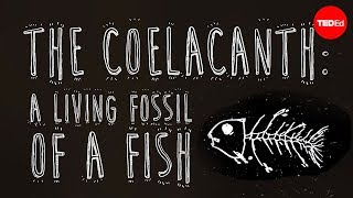 The coelacanth A living fossil of a fish  Erin Eastwood [upl. by Ekal43]