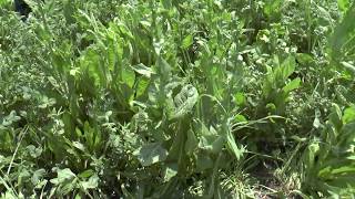 Perennial Pasture Mix  Dale Strickler [upl. by Ahrat]