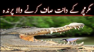 Why Crocodile Dont Attack On Plover Bird  Crocodile Teeth Cleaning Bird  AS Info TV [upl. by Oicangi419]