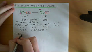 Cyclic AMP Signalling Part 4 [upl. by Nnyledam867]