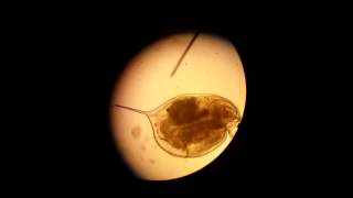 Daphnia pulex Under a Microscope [upl. by Anelat968]