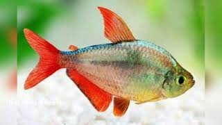 columbian tetra fish fish aquarium [upl. by Kassaraba]