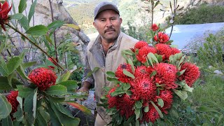 Protea farmsmy journey to San Diego County in search of leucospermum leucadendron protea [upl. by Gentes]