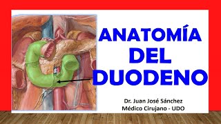 🥇 Anatomía del DUODENO Fácil Rápida y Sencilla [upl. by Josefa]