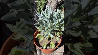 Senecio kleiniiformis 🌼💙  Punta de Lanza [upl. by Enrobso]