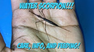 Water Scorpion Care Info And Feeding [upl. by Vil796]