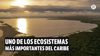 Barranquilla Argos y Minambiente la discusión por la Ciénaga de Mallorquín  El Espectador [upl. by Ntsyrk548]