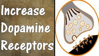 How To Get More Dopamine  PART 2  Increase Dopamine Receptors [upl. by Yemiaj864]