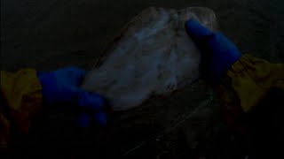 VIDEO 1GREAT CATCH FROM MY TRAMMEL NET SOLE PLAICE FLOUNDER RAY ECT viralvideo freshfish 🐟🐟🐟 [upl. by Files702]