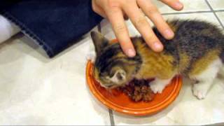 Kitten VERY Protective of her Food [upl. by Helbonia]