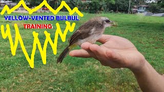 YellowVented Bulbul PirokPirok Training [upl. by Aural105]