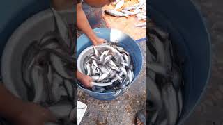 ৷৷৷৷৷৷ ৷ narayanganj fish market নারায়ণগঞ্জের পাশে বাজার সেখানে বিভিন্ন জায়গার মাছ য [upl. by Ovid869]