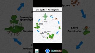 Life Cycle of a Pteridophyte Fern  NEET ke dosto ke sath share karo fata fat [upl. by Weinstock284]