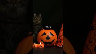 Is My Cat Haunted 👻  Halloween Cat Moments Shorts [upl. by Quenna]