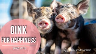 🐷 Pigs Grunting and Screaming Sounds  🕙 10 Hours  🎧 For Stress Relief Calm  Bonus Facts [upl. by Takeo532]