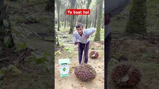 Ye bat hai malaysia india shorts viralshorts ytshortsvideo foryou harvesting [upl. by Vasiliki]