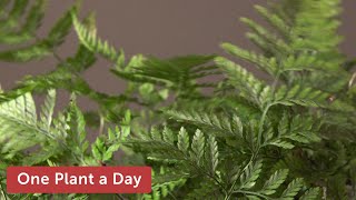 Davallia griffithiana Rabbits Foot Fern Houseplant Care — 236 of 365 [upl. by Anaylil]