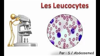 Les Leucocytes [upl. by Claudette495]