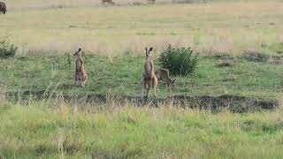 Eastern Grey Kangaroo 12 [upl. by Wiggins]