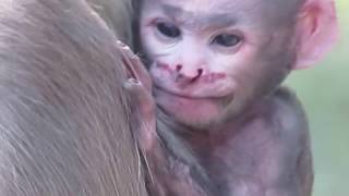 Injured Newborn Baby Langur monkey [upl. by Mauldon833]