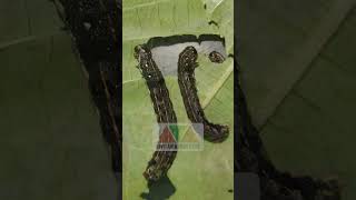 spodoptera litura atau ulat grayak dan insektisida endure pertanian ulat ulatgrayak pestisida [upl. by Ellennahs833]