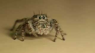 Cute Jumping Spiders [upl. by Ignatius608]