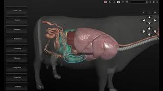 Software 3D Anatomía Bovina [upl. by Cullan]