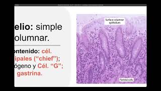 Digestivo clase 2 Histología Intestino delgado placas de peyer y glándulas intestinales pt 2 [upl. by Enieledam356]
