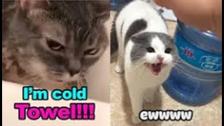 These Cats Can Speak English  TALKING CATS quotMEOWquot Language  Tiktok pets Video [upl. by Marthe]