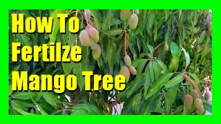 How to Fertilize a Mango Tree  Homemade Fertilizer for Mango Trees [upl. by Oiril]