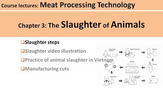 C303 antemortem inspection amp stunning Meat Technology [upl. by Iyre974]