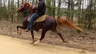 Talented Speed Racking Stallion 2 Yr Old  Jacob Parks Horsemanship [upl. by Sirtimid850]