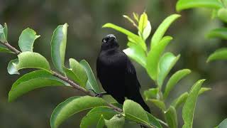 Yellow eyes Quiscalus lugubris  Tordo Llanero  Carib Grackle  Zanate Caribeño  Tordo Negro [upl. by Aicelav]