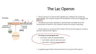 Chapter 166 Gene Control The Lac Operon amp Control in Eukaryotes [upl. by Plate]