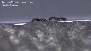 Tandem running in acorn ant Temnothorax congruus [upl. by Eimmij]