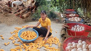 Harvest corn to feed the chickens Chickens lay many eggs to sell at the market  Ep 280 [upl. by Yuille]