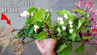 EASIEST Way To GROW Bleeding Heart From Cuttings [upl. by Annamaria]