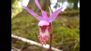 Western Lady Slipper [upl. by Kenna]