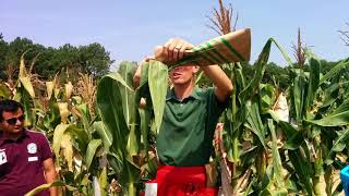 Maize Breeding Selfpollination [upl. by Atnas30]