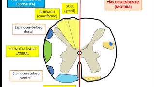 SISTEMATIZACIÓN DEL SISTEMA NERVIOSO VÍA MOTORA Y SENSITIVA PARTE 1 [upl. by Seuqramed187]