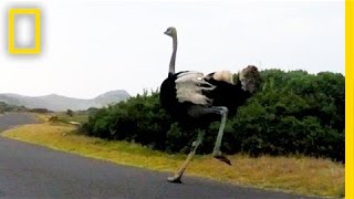 Ostrich Chases Cyclists in South Africa  National Geographic [upl. by Ailedua]